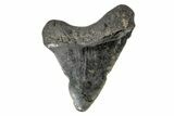 Juvenile Megalodon Tooth - North Carolina #172660-1